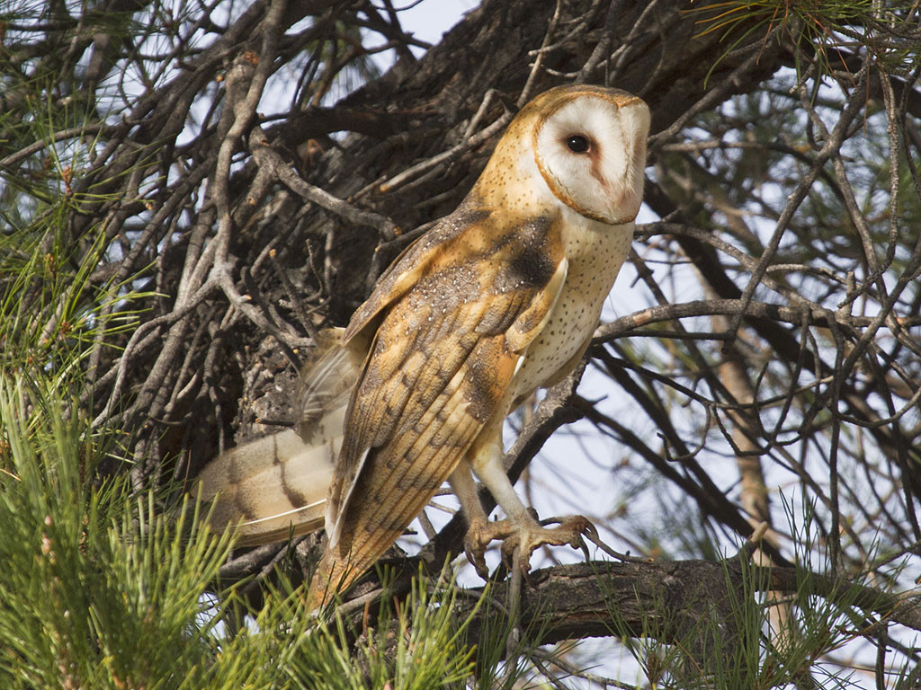 image American Barn Owl